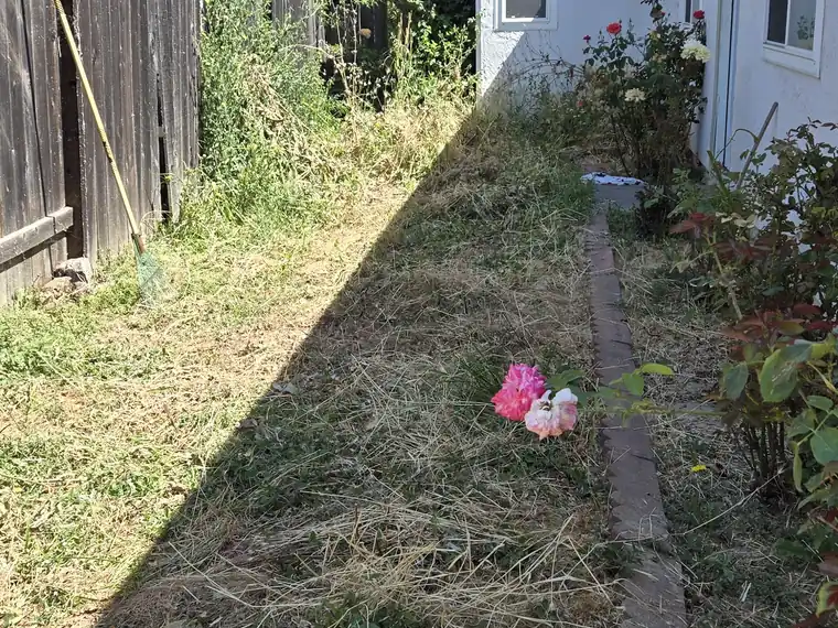 Overgrown backyard before a cleanup